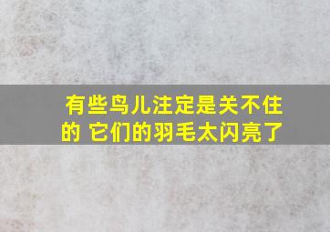 有些鸟儿注定是关不住的 它们的羽毛太闪亮了